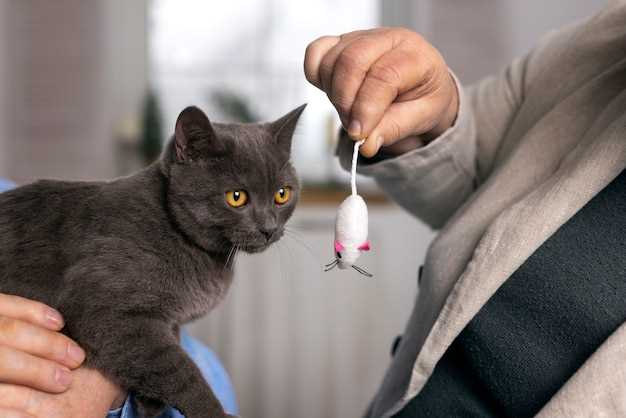 Cats prednisolone safe dosage side effects veterinary guide for responsible owners Cats prednisolone safe dosage side effects veterinary guide for responsible owners