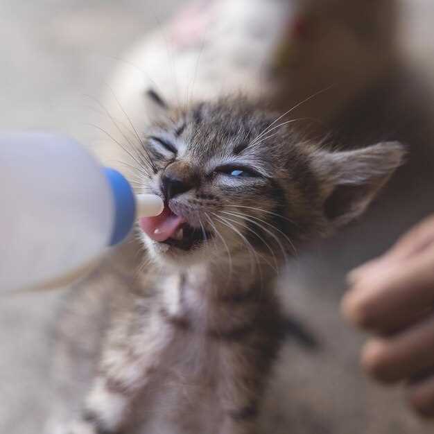 Furosemide dosage for cats veterinarian explains safe mg per kg protocols and monitoring Furosemide dosage for cats veterinarian explains safe mg per kg protocols and monitoring