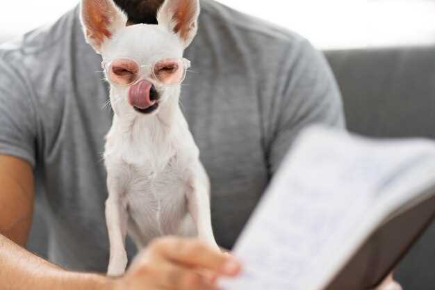 Zoomies After Diuretics? Vet-Approved 7-Day Walking Calendar That Sheds Water Weight Without Wiping Out Your Pup