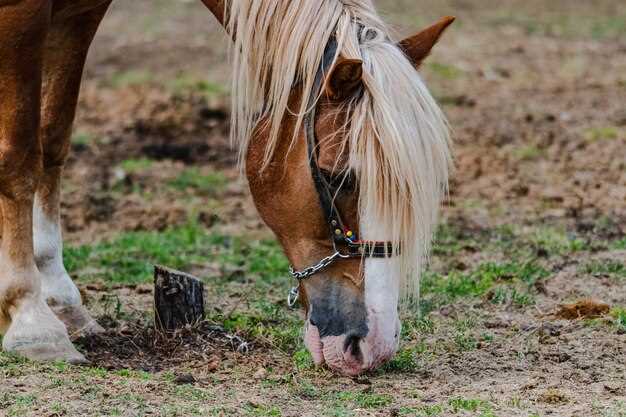 Furosemide for Horses: 7 Vet-Approved Hacks to Cut Race-Day Bleeding in 72 Hours