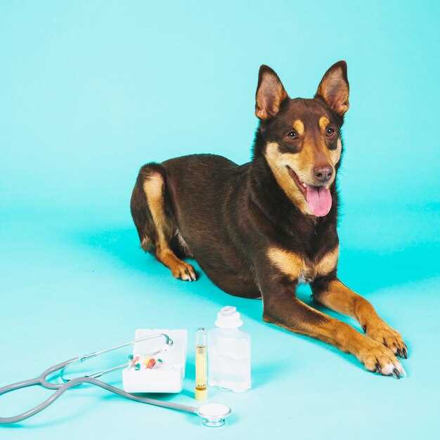 Furosemide lasix for dogs dosage side effects and veterinary guidance for safe diuretic use Furosemide lasix for dogs dosage side effects and veterinary guidance for safe diuretic use