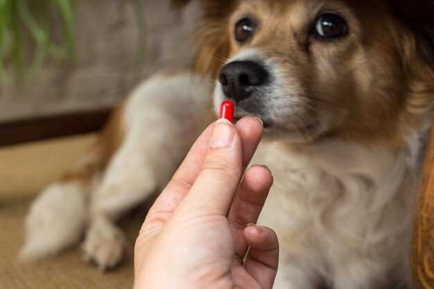 From 6 Pills a Day to 2: Tapering Calendar That Keeps Retention Away After the Vet Says “Stable”