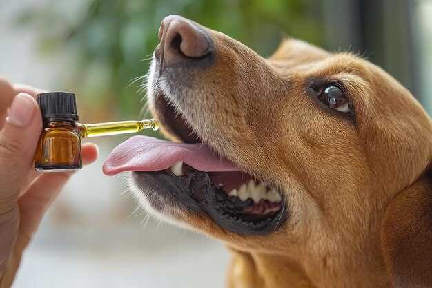 Why 12.5 mg? Vet Math That Turns Your Dog’s Cough Into Calm in 30 Minutes