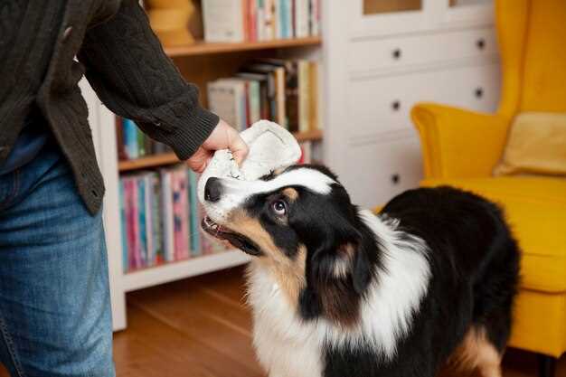 1 mg or 5 mg? Picking the Lasix pill size that keeps your dog’s weight class in the safe zone