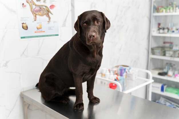 Safe Lasix Dosage and Side Effects for Dogs With Heart Failure or Edema Safe Lasix Dosage and Side Effects for Dogs With Heart Failure or Edema