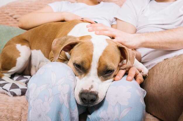 Lasix in dogs dosage side effects and safe use for heart kidney and lung issues Lasix in dogs dosage side effects and safe use for heart kidney and lung issues