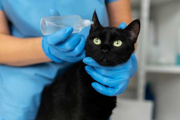 Liquid prednisolone for cats dosage side effects administration guide