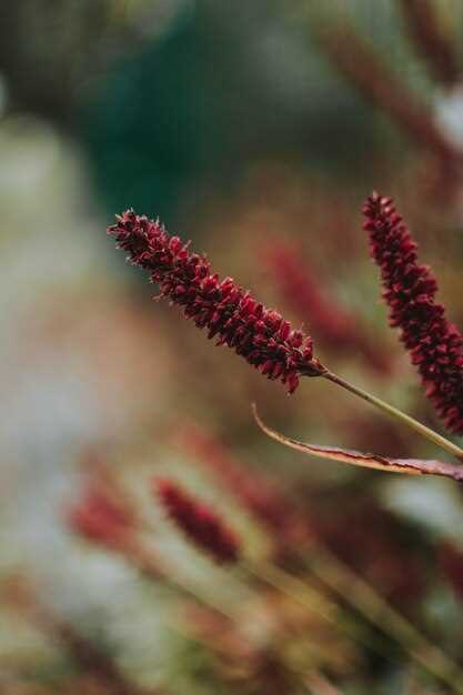 Natural lasix foods and herbs that flush excess water safely without pills Natural lasix foods and herbs that flush excess water safely without pills