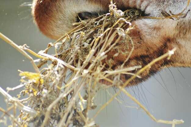 Neurontin for horses dosage safety side effects and veterinary guidelines explained Neurontin for horses dosage safety side effects and veterinary guidelines explained