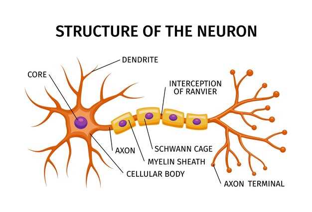 Neurontin generic name gabapentin dosage side effects prescription savings guide Neurontin generic name gabapentin dosage side effects prescription savings guide
