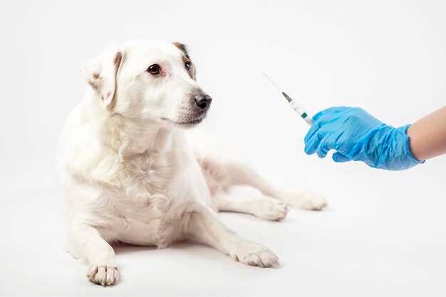 Prednisolone acetate injection for dogs uses dosage side effects and veterinary guidance Prednisolone acetate injection for dogs uses dosage side effects and veterinary guidance