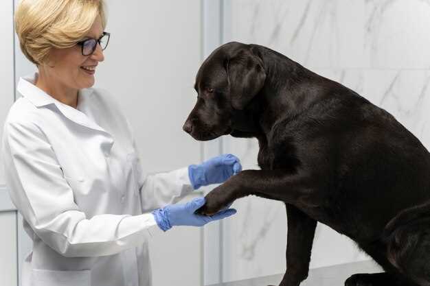 Prednisolone canine dosage side effects tapering and safe long term use guide Prednisolone canine dosage side effects tapering and safe long term use guide