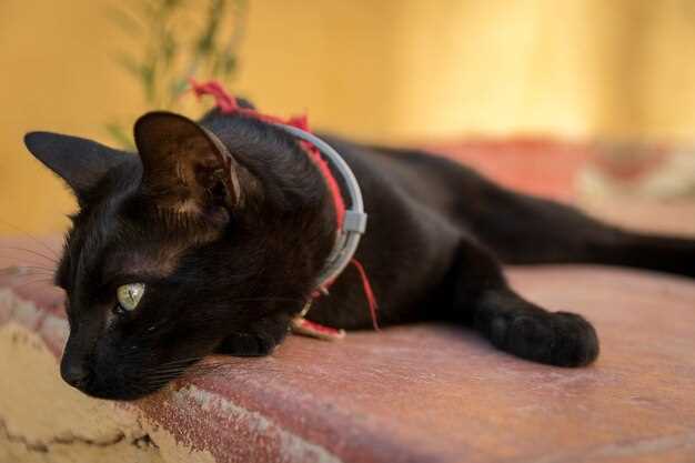 Can you skip the prescription? OTC cat steroids debunked by a compounding pharmacist