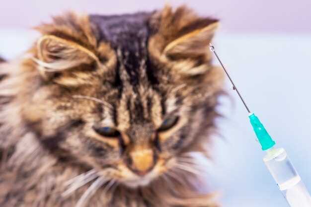 Safe Prednisolone Use in Cats Dosage Side Effects and Vet Guidance Safe Prednisolone Use in Cats Dosage Side Effects and Vet Guidance