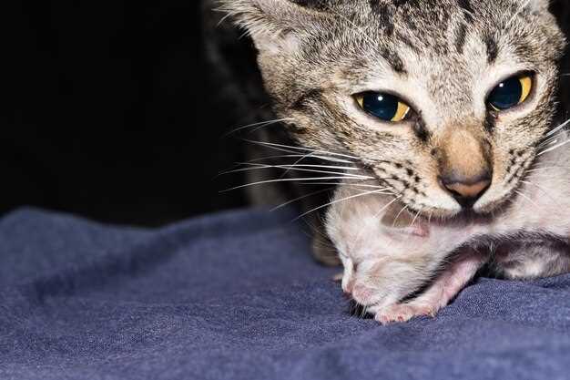 Prednisolone cats dosage side effects and safe tapering guidance for owners Prednisolone cats dosage side effects and safe tapering guidance for owners