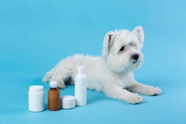 Prednisolone for cats asthma dosage side effects and vet guidance for safe relief Prednisolone for cats asthma dosage side effects and vet guidance for safe relief