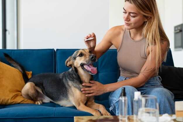 How to calculate the exact Prednisolone dose for your 12-kg Beagle without a math degree