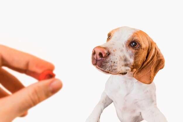 Prednisolone for dog dosage side effects safety vet guidance and taper schedule Prednisolone for dog dosage side effects safety vet guidance and taper schedule