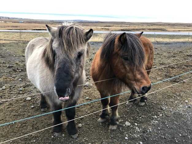 Prednisolone horses dosage side effects withdrawal and safe veterinary protocols explained Prednisolone horses dosage side effects withdrawal and safe veterinary protocols explained