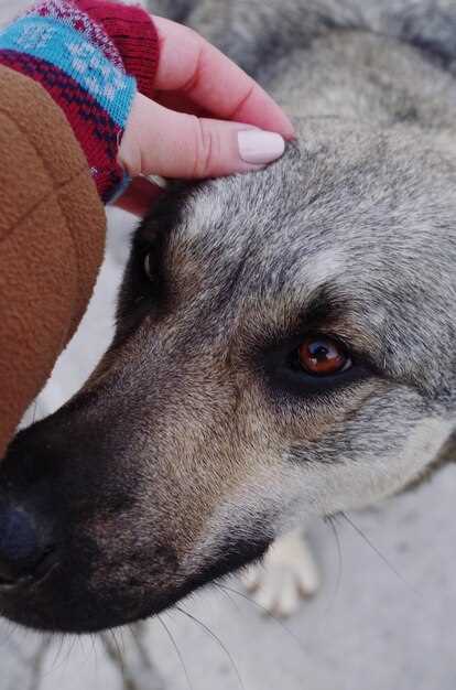 Prednisolone in dogs dosage side effects safety and vet guidance for responsible use Prednisolone in dogs dosage side effects safety and vet guidance for responsible use