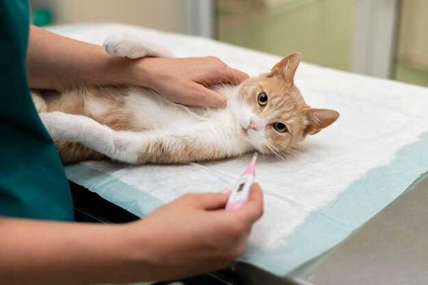 Prednisolone syrup for cats dosage side effects and safe administration guide Prednisolone syrup for cats dosage side effects and safe administration guide