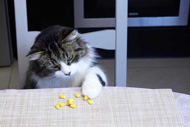 Prednisolone tablets for cats dosage uses side effects and vet guidance Prednisolone tablets for cats dosage uses side effects and vet guidance