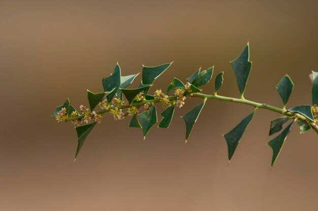 Salix lasix comprehensive review of mechanism benefits dosage and user results Salix lasix comprehensive review of mechanism benefits dosage and user results