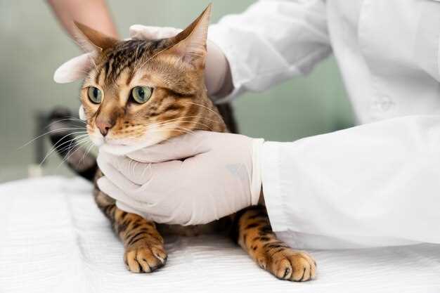 How to Rub 0.5 ml of Transdermal Prednisolone on a Cat’s Ear So the Dose Actually Sticks–Step-by-Step Timing & Finger-Pressure Map