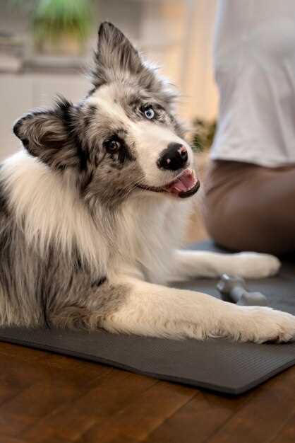 Pee puddles on carpet? 1 cheap washable pad layout that saves your hardwood