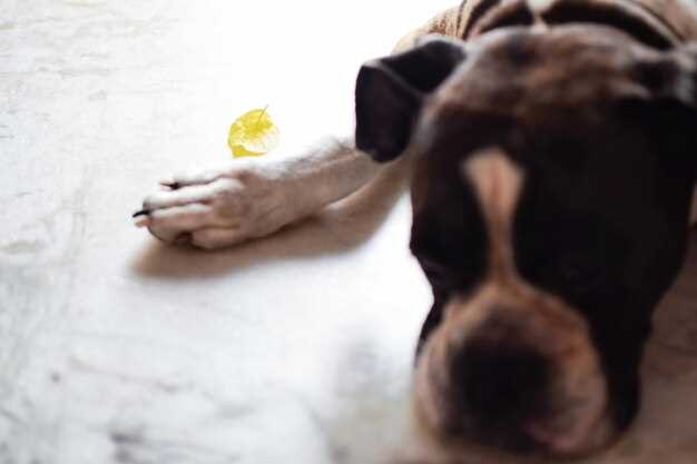 What is lasix for dogs dosage side effects heart kidney edema treatment What is lasix for dogs dosage side effects heart kidney edema treatment